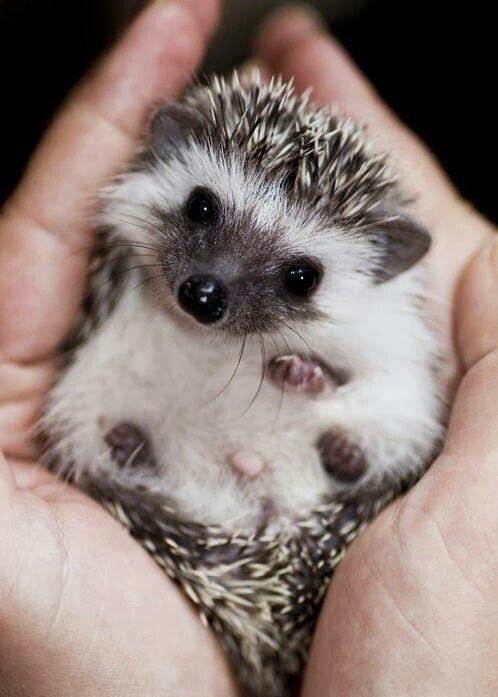 异宠：刺猬界的侏儒——非洲迷你刺猬