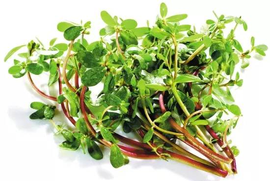 农村常见的野草是民间草药,有哪些田间野草是中药