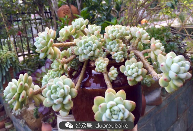 劳尔罗琦很香吗,劳尔与罗琦