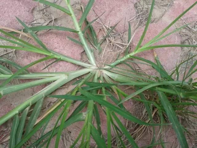 农村常见的野草是民间草药,有哪些田间野草是中药