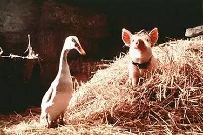 圣诞不知去哪，不如在家看这6部素食电影