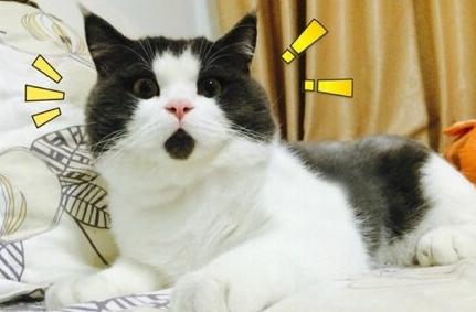 猫主子多少钱,猫咪必备药品平价推荐