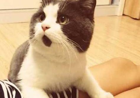 猫主子多少钱,猫咪必备药品平价推荐