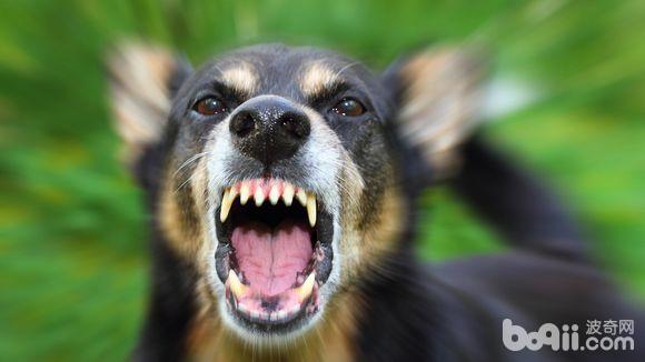 狂犬病可怕还是新冠可怕,狂犬病真的有那么吓人吗