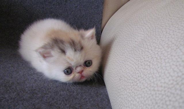 猫咪怀孕了小猫怎么处理,猫怀孕怎么照顾猫咪