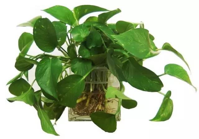 室内绿萝绿意盎然,绿萝冬季怎么养才能更旺盛