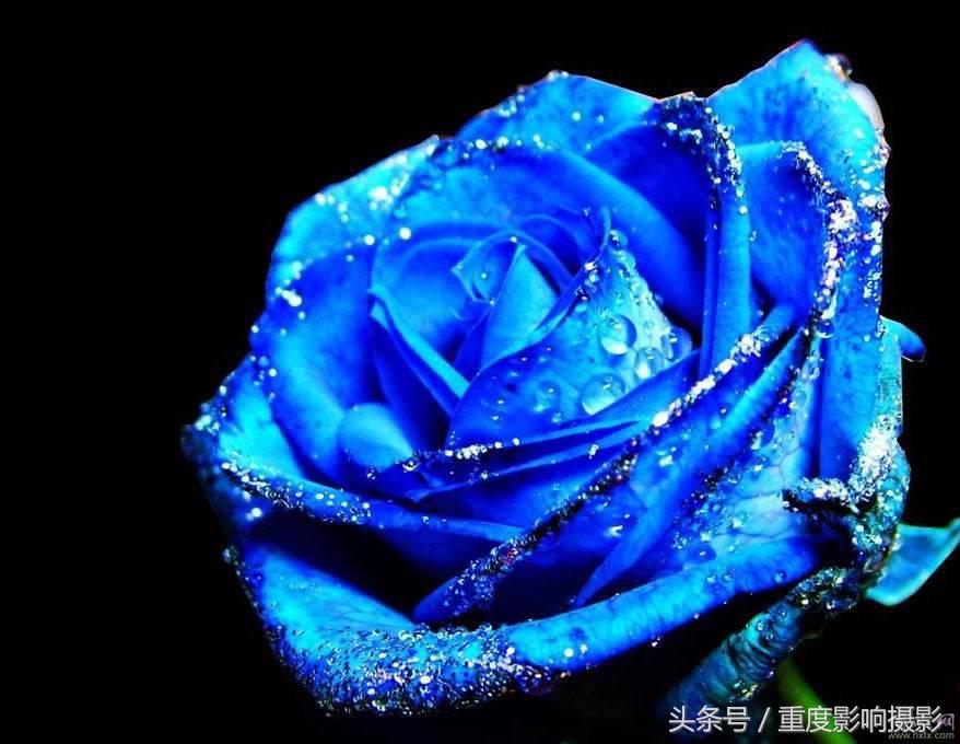 送你一束蓝色妖姬,送你一朵蓝色妖姬怎么回复