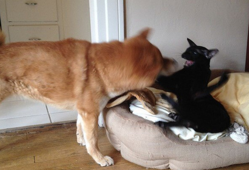 就算打不过你，我也依然是骄傲的小公举