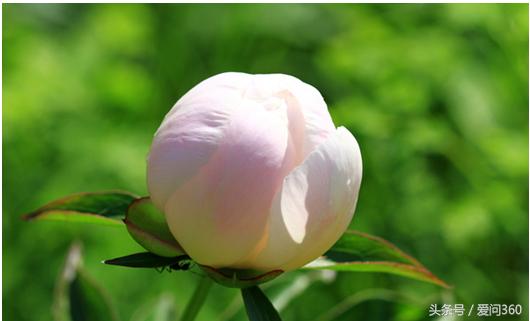 赤芍的功效与功能禁忌及食用方法,赤芍主治功效与功能及禁忌