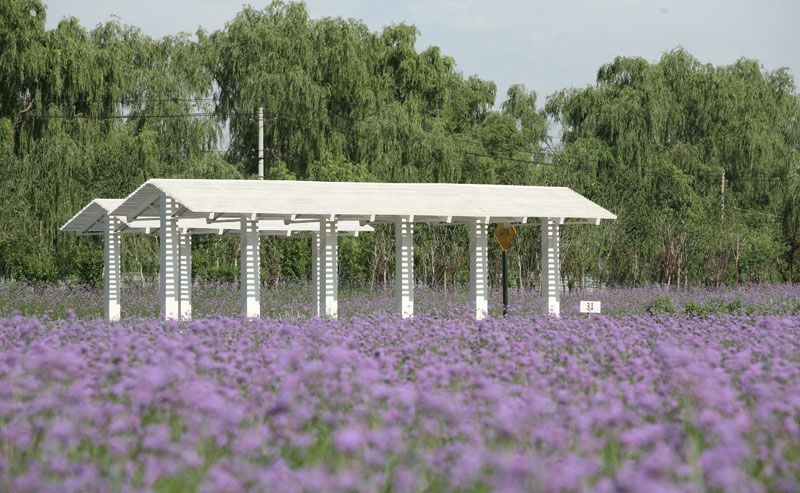 离这里最近的薰衣草庄园,中国最浪漫的地方薰衣草