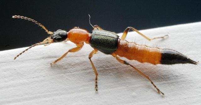 在农村不敢惹的动物,家里出现这几种虫子你千万不要碰