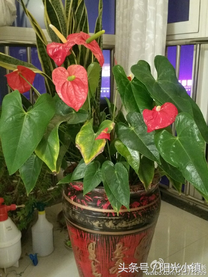 老公说老婆我很想你应该怎么回答,老婆说我很想你