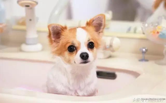 怎么样挑选一只健康的狗狗,如何挑选一只健康的狗狗