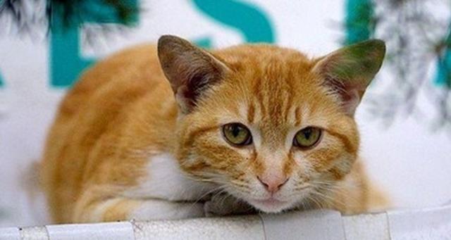 猫咪怀孕了小猫怎么处理,猫怀孕怎么照顾猫咪