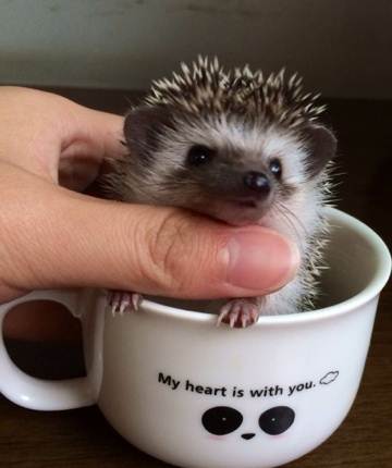 异宠：刺猬界的侏儒——非洲迷你刺猬