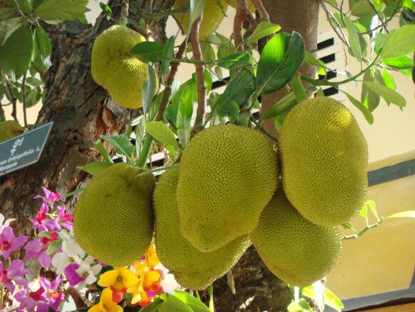 水果皇后菠萝蜜,菠萝蜜为什么叫水果皇后