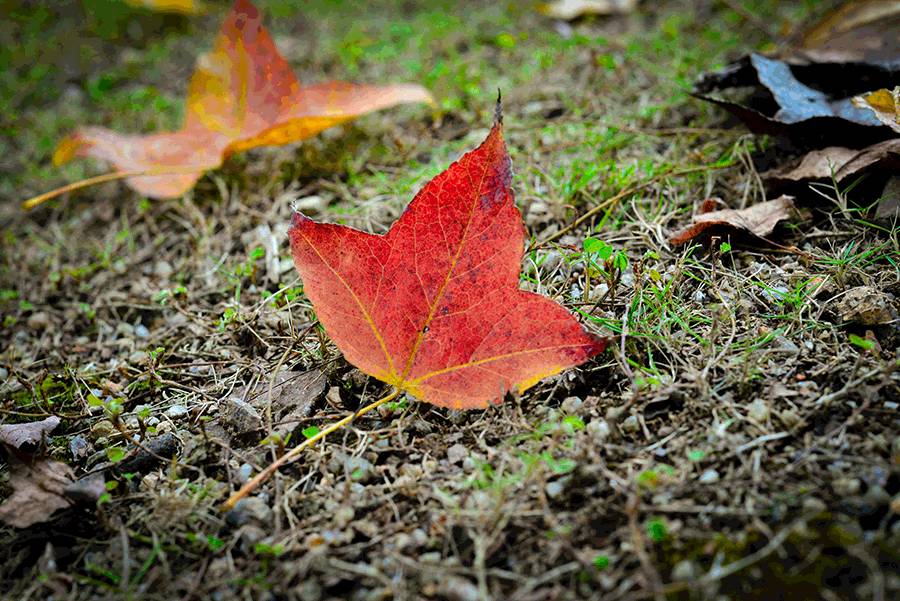 这几天千万不要来北师珠！