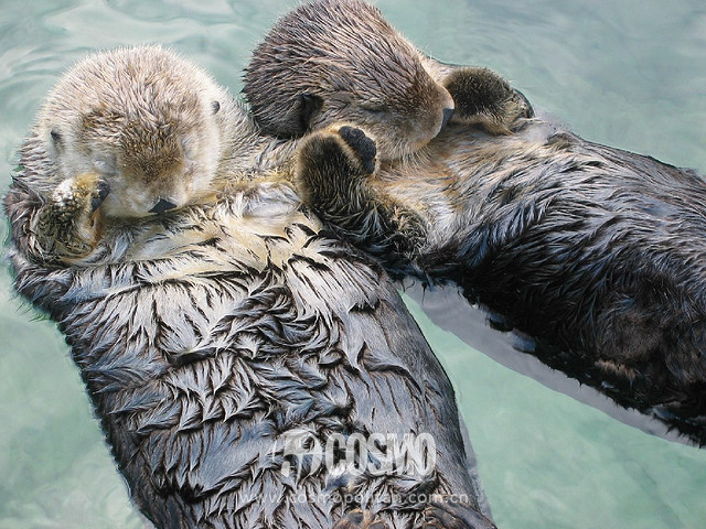 比雪地靴还好的鞋,canadagoose哪款是鹅绒