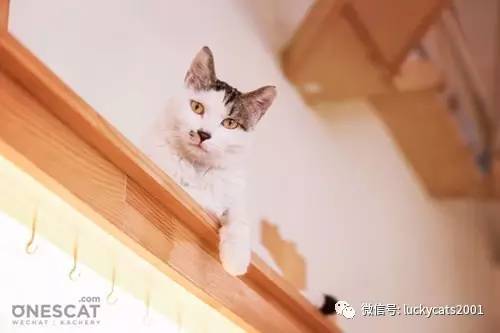 会拍猫的都是好小伙｜你说这些猫咪这么美，我说是的！