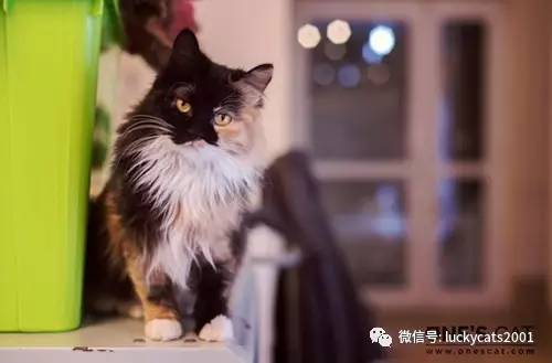 会拍猫的都是好小伙｜你说这些猫咪这么美，我说是的！