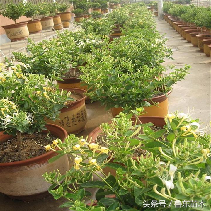 北花一号金银花不搭架能够吗,不开花的金银花苗木