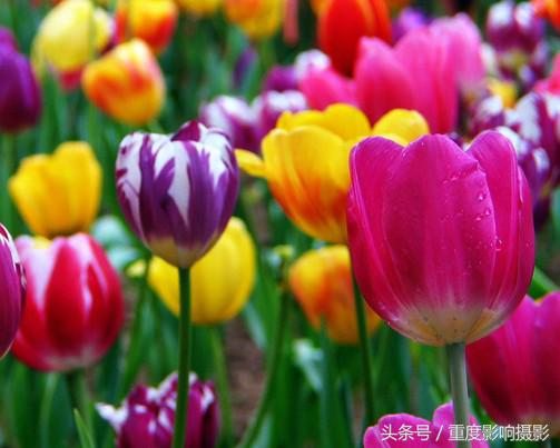 郁金香花语是永恒的祝福,郁金香花语永恒的祝福