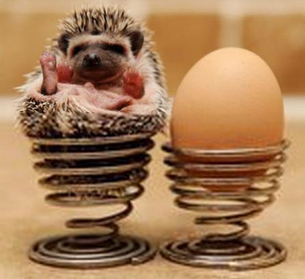 异宠：刺猬界的侏儒——非洲迷你刺猬