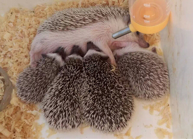 异宠：刺猬界的侏儒——非洲迷你刺猬