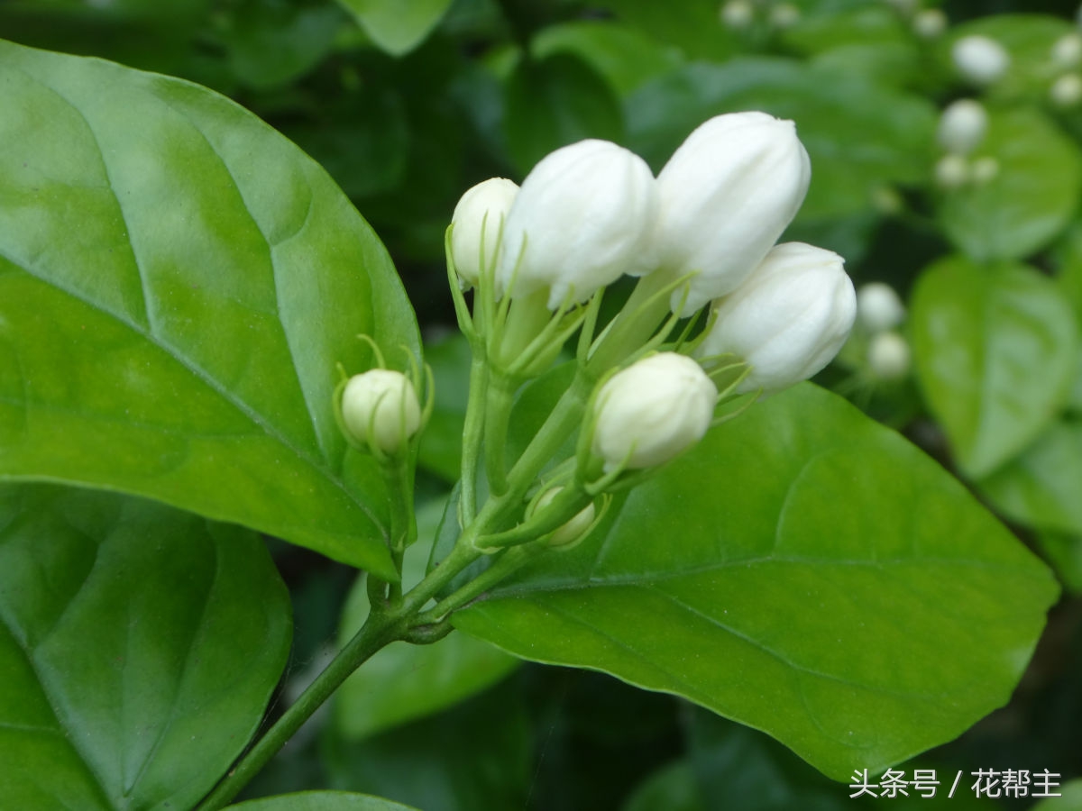 11月室内植物的养护,花花草草冬天在家里怎么过