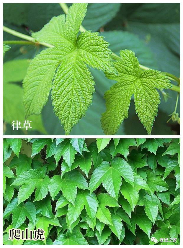 缇庨澶╀笅鍏荤敓澶у笀,缇庨澶╀笅棣欑尓