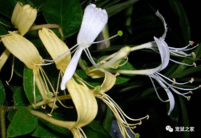 缇庨澶╀笅鍏荤敓澶у笀,缇庨澶╀笅棣欑尓