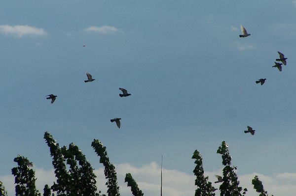 信鸽比赛全过程记录,信鸽比赛归巢全过程视频