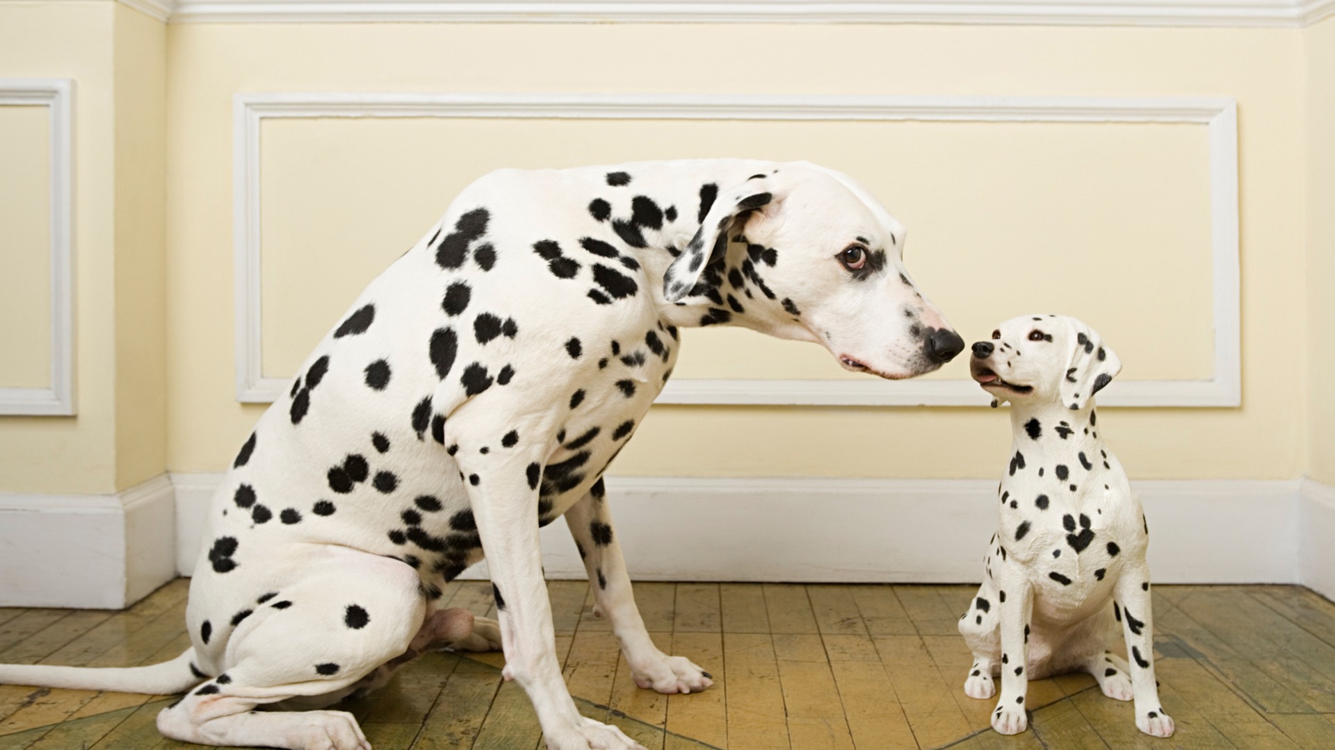 斑点狗品种介绍大全及图片,斑点狗的品种