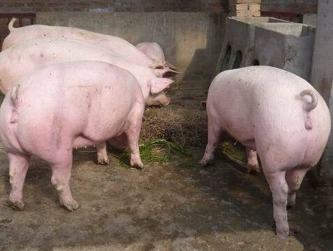 为什么母猪总是配不告捷呢,为何母猪老配不上种