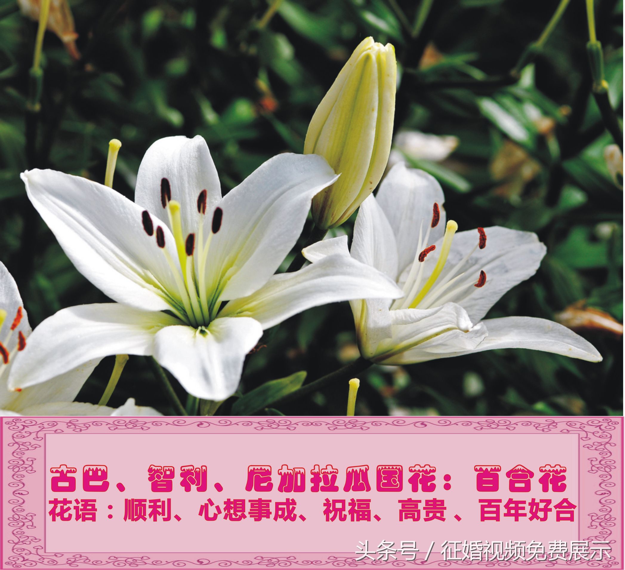 各国国花及象征意义,世界各国国花及寓意