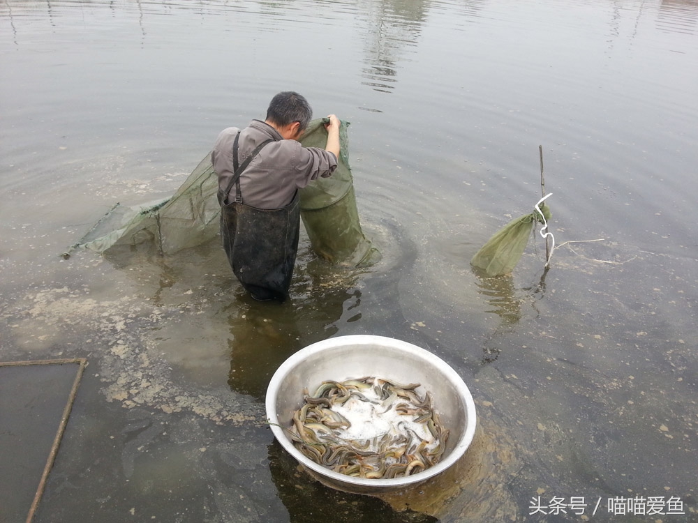 泥鳅养殖成本和利润是怎样的,泥鳅养殖前景和现状如何