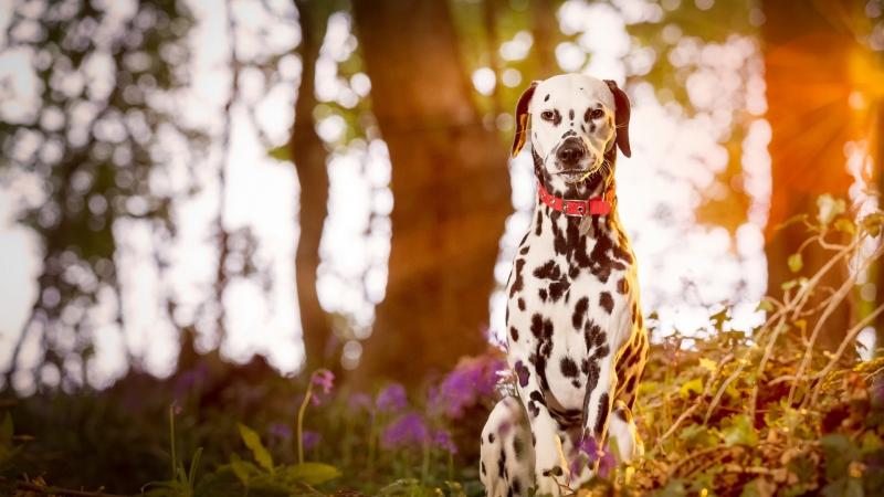 斑点狗品种介绍大全及图片,斑点狗的品种