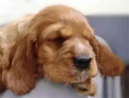 毛发白色的狗狗种类,最重感情的狗狗种类