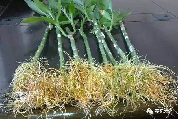 雪水、食盐、白糖、维生素，能让花枝繁叶茂，你信不信？