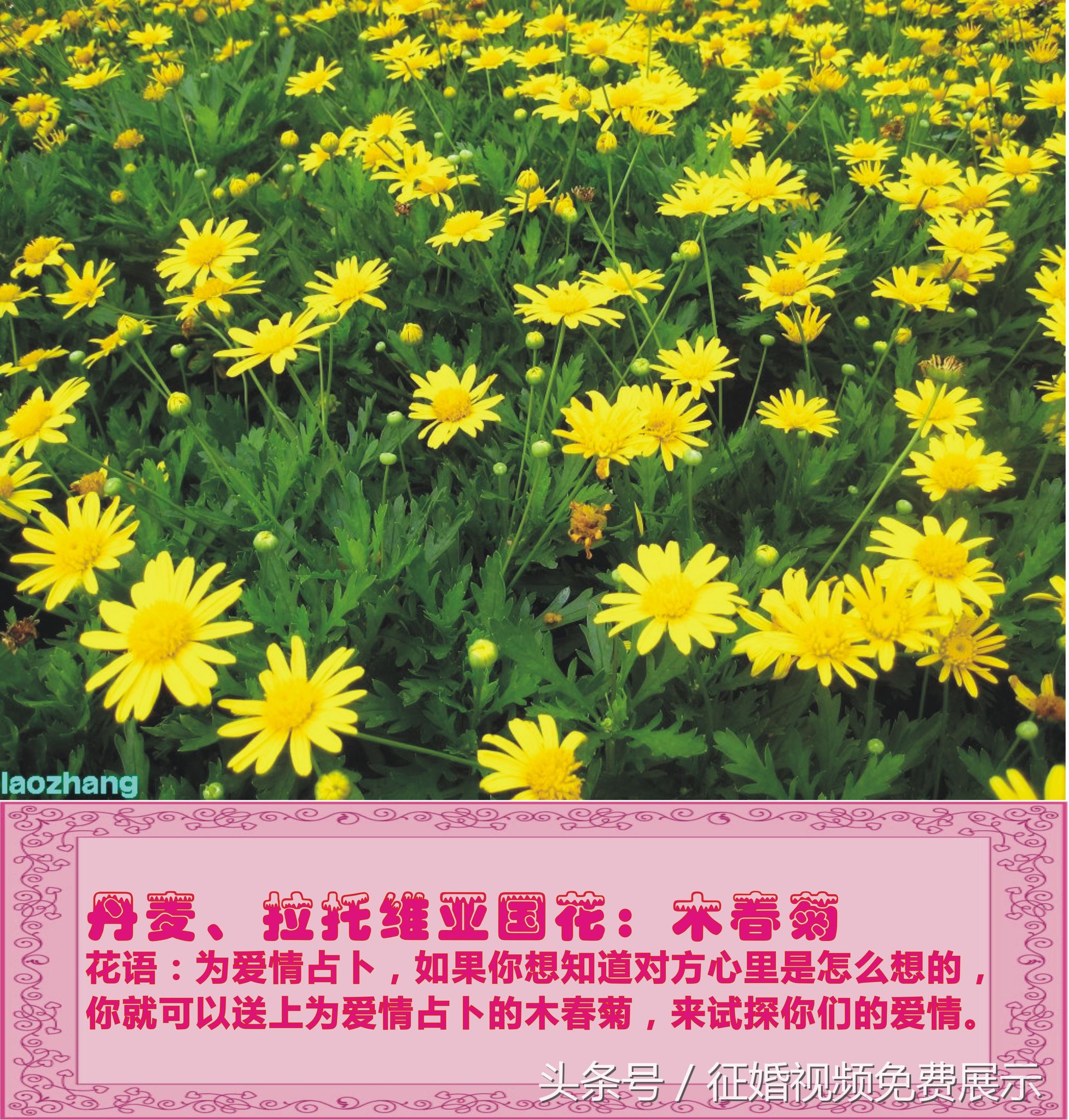 各国国花及象征意义,世界各国国花及寓意