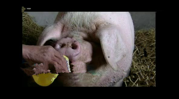 一头猪重200千克几头猪质量是1吨,一头猪重1000克10头这样的猪重多少