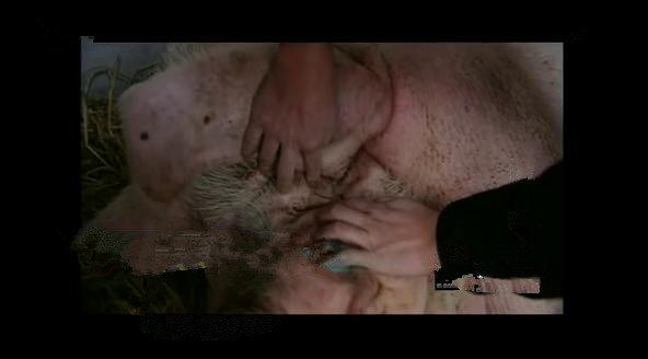 一头猪重200千克几头猪质量是1吨,一头猪重1000克10头这样的猪重多少