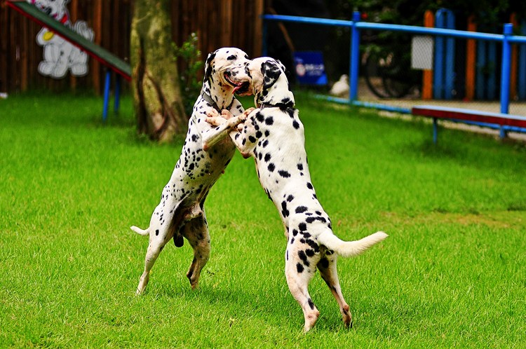 斑点狗品种介绍大全及图片,斑点狗的品种