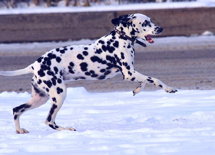 斑点狗品种介绍大全及图片,斑点狗的品种