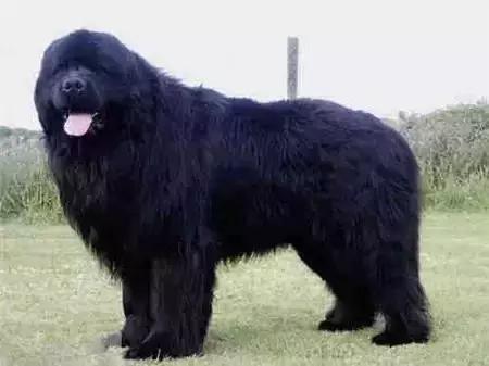 毛发白色的狗狗种类,最重感情的狗狗种类