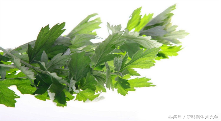 端午节的艾草是最好的,在端午节的时候艾草有什么功能