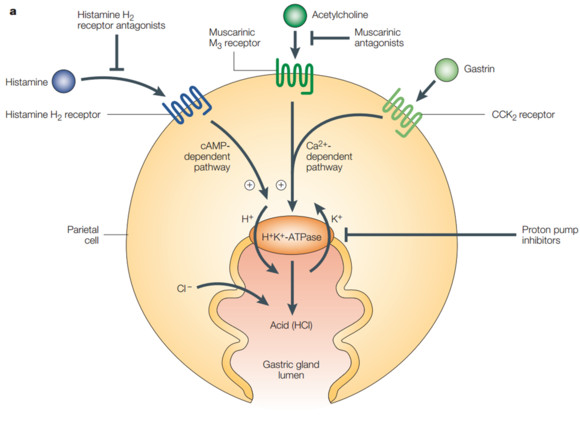行家推荐治疗幽门螺杆菌,行家治疗幽门螺杆菌药方