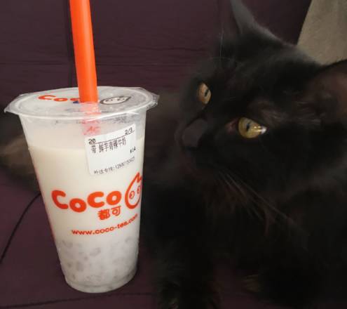 常州本地奶茶店,各大奶茶店好喝的推荐