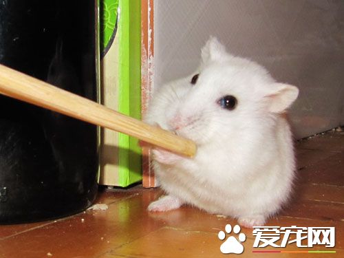 银狐仓鼠一般吃什么粮食,银狐仓鼠吃什么粮食能够一直活着