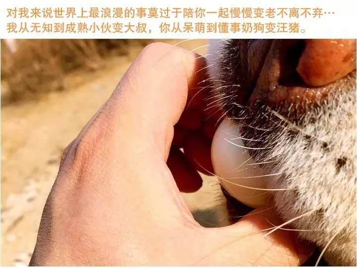 无证的兽医能够看病吗,无证兽医需要承担什么责任